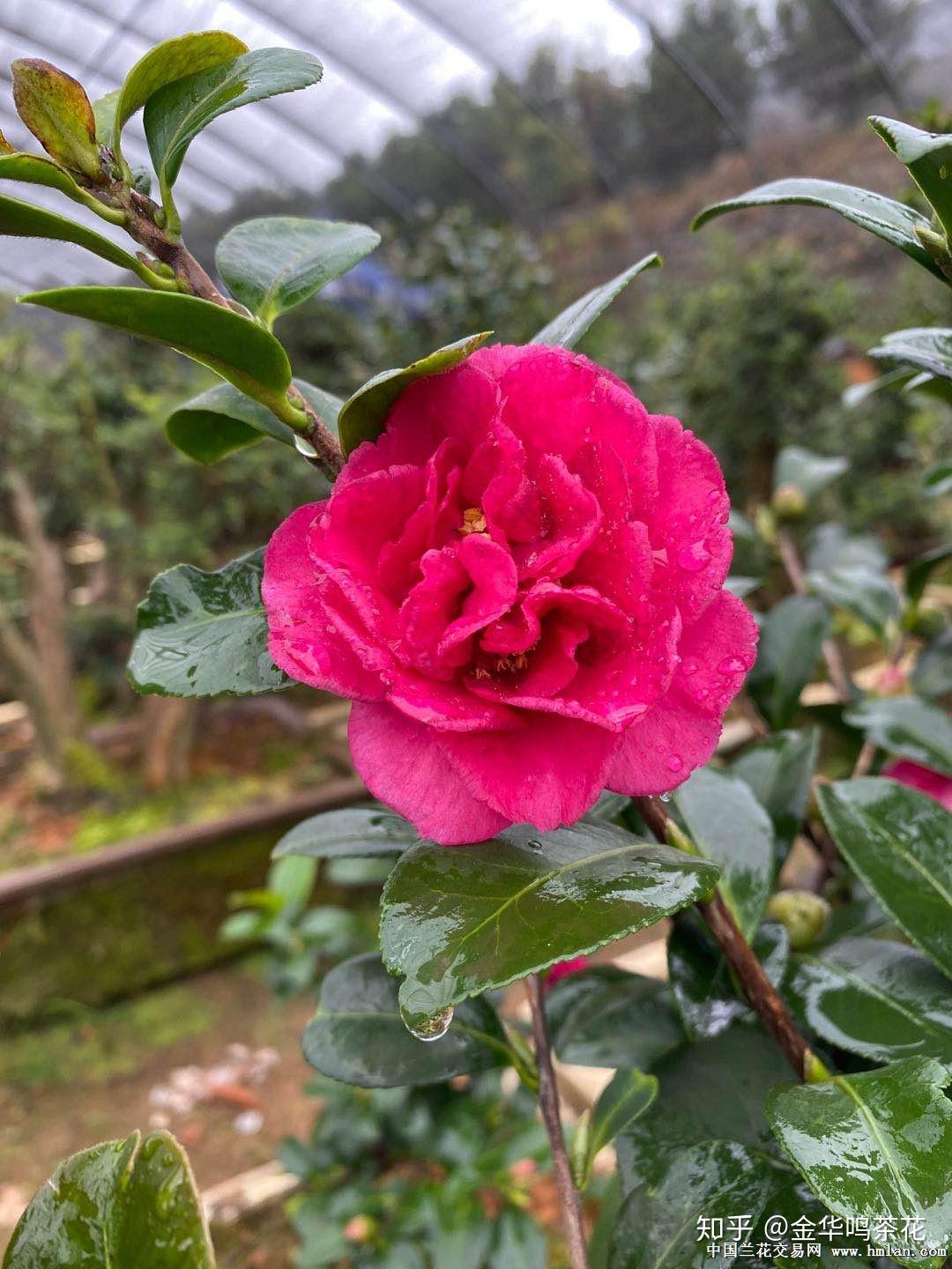 财神茶梅开花了 - 知乎