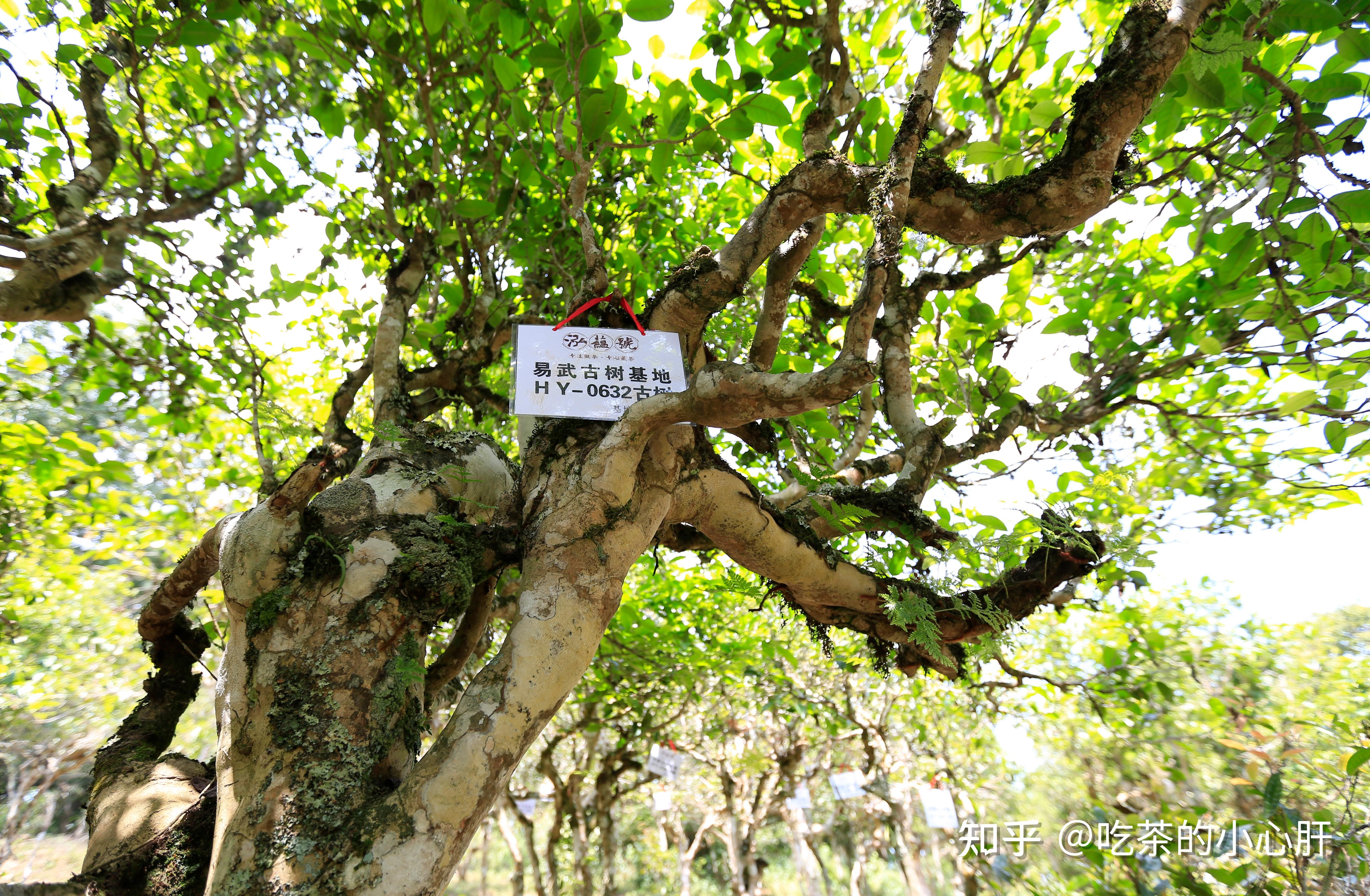 泓蕴号多年前就认清了这新一轮普洱茶消费升级的方向,大胆采用古树全
