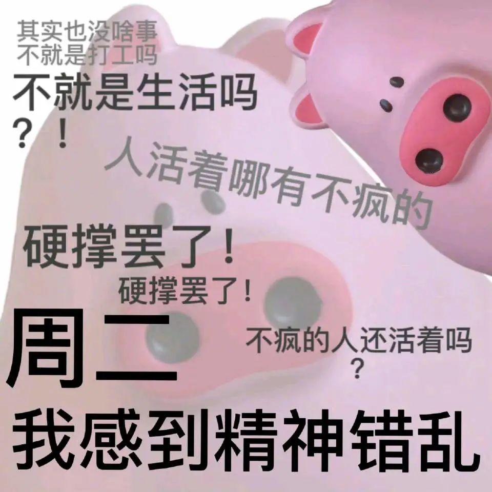 猪的搞笑图片或者表情包 - 知乎