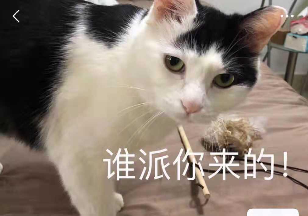 一只猫能有多痴情 v2-218cba809baa4dc3e30064c76ea1ad7e_r.jpg