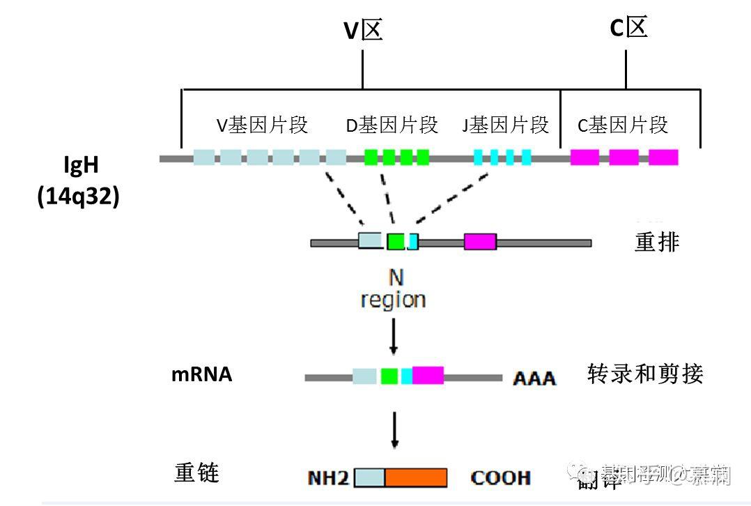 基因重组图例图片