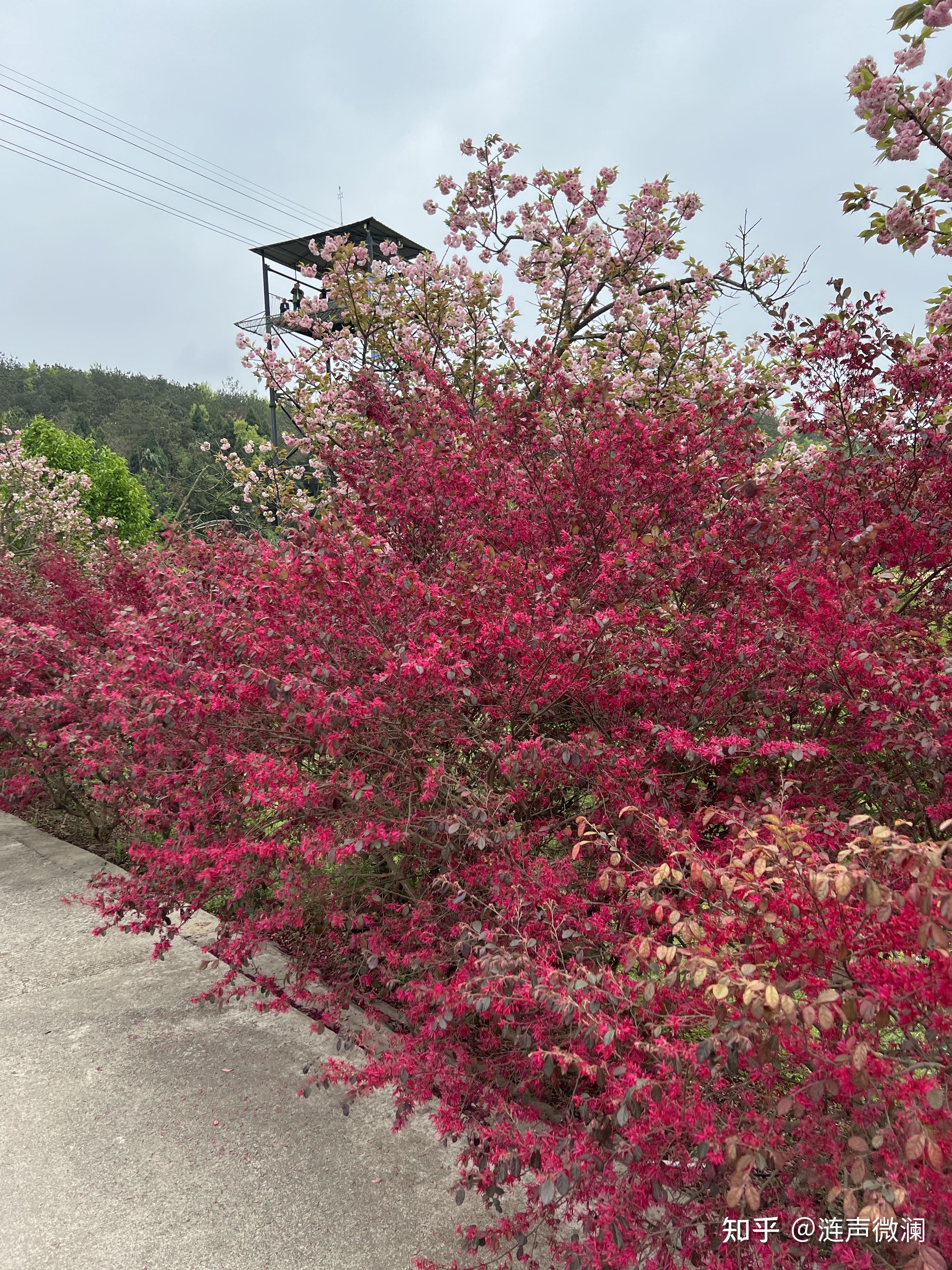 绵阳樱花谷风景区图片