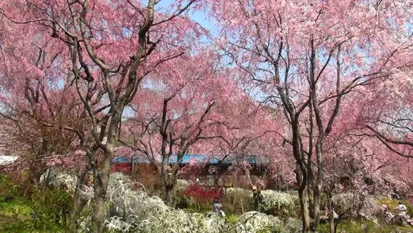 2019年日本赏樱地图 全国篇 知乎