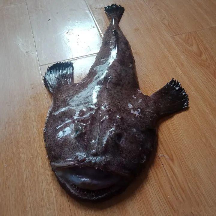 黄鮟鱇lophius litulon,在英语中被称为yellow goosefish,是我国最