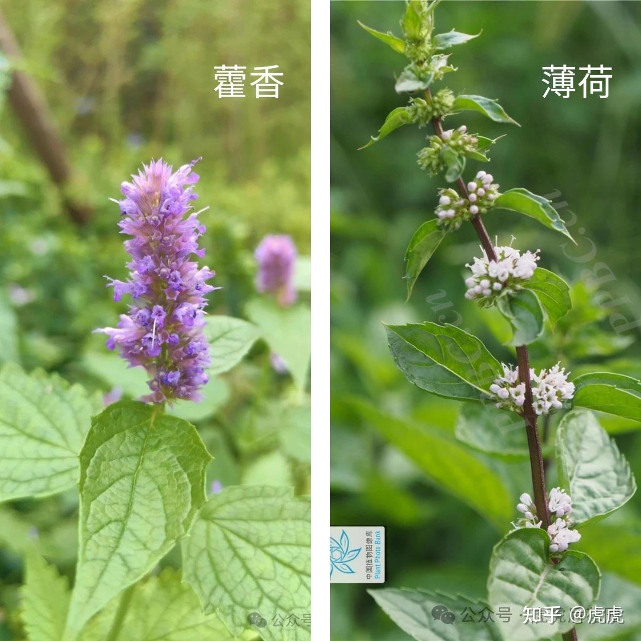 说说藿香蓟和藿香,顺带薄荷与广藿香 - 知乎