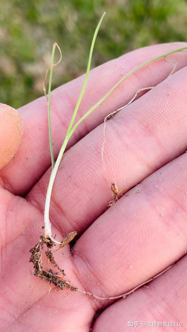 农药甲磺隆除草剂_甲基二磺隆除草剂_除草剂甲基二磺隆价格