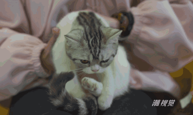 撸猫的正确姿势，猫咪最爽的5个位置和5大绝对禁区！让猫咪欲罢不能的抚摸，撸猫手法七式，了解一下？ - 知乎