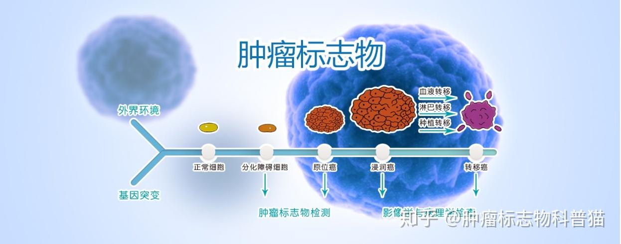 糖类抗原724图片图片