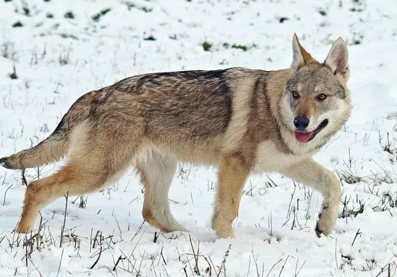 捷克狼犬捕猎图片
