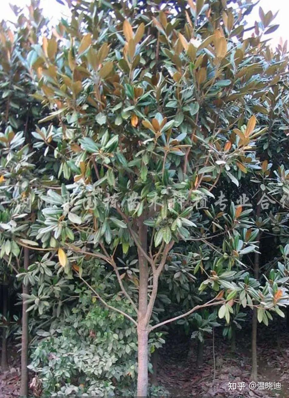 玉兰树 - 知乎