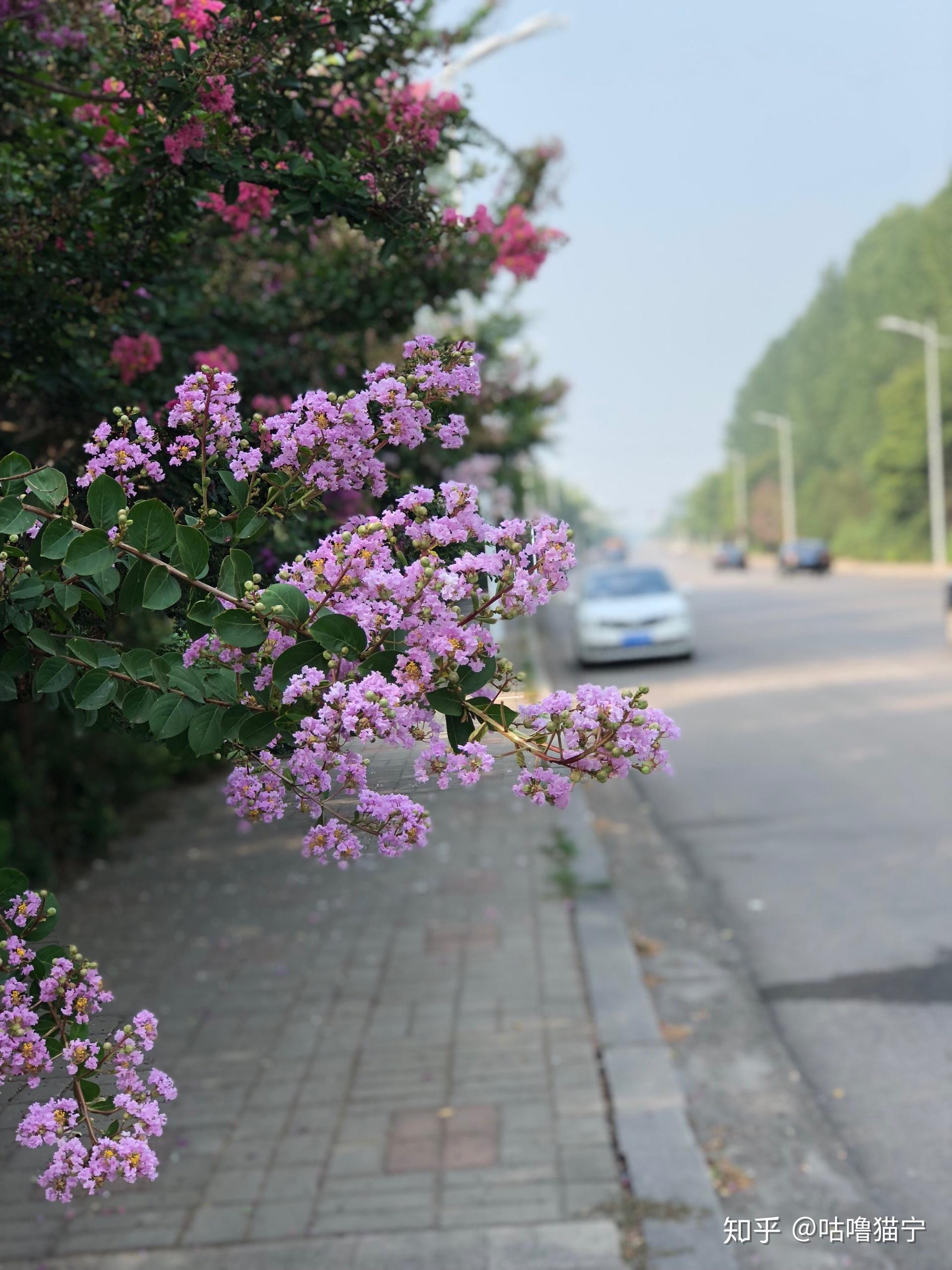 如何用iphone拍出浅景深的照片? - 知乎