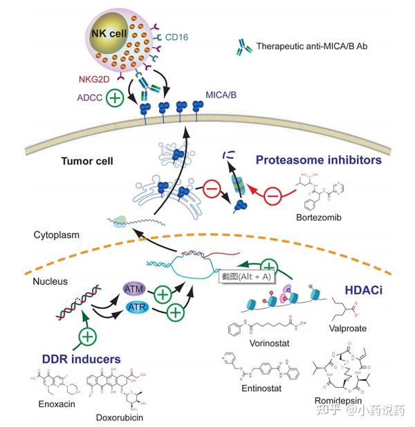 NKG2D配体在免疫肿瘤学中的应用 - 知乎