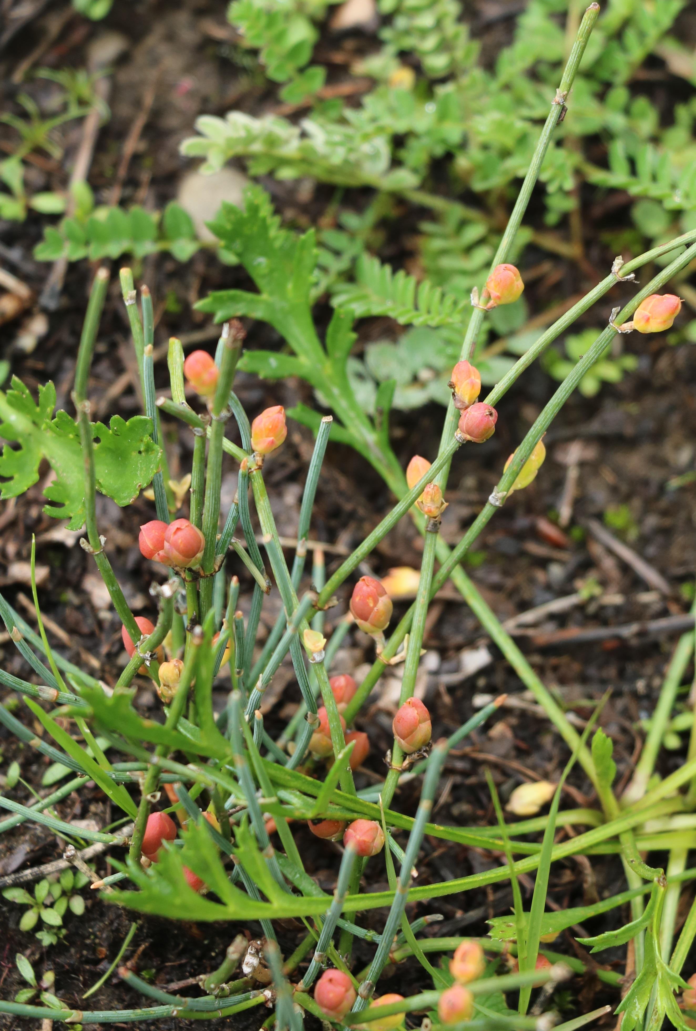 自然:足迹//横断山区植物小记十:柳叶菜科,龙胆科,牻牛儿苗科