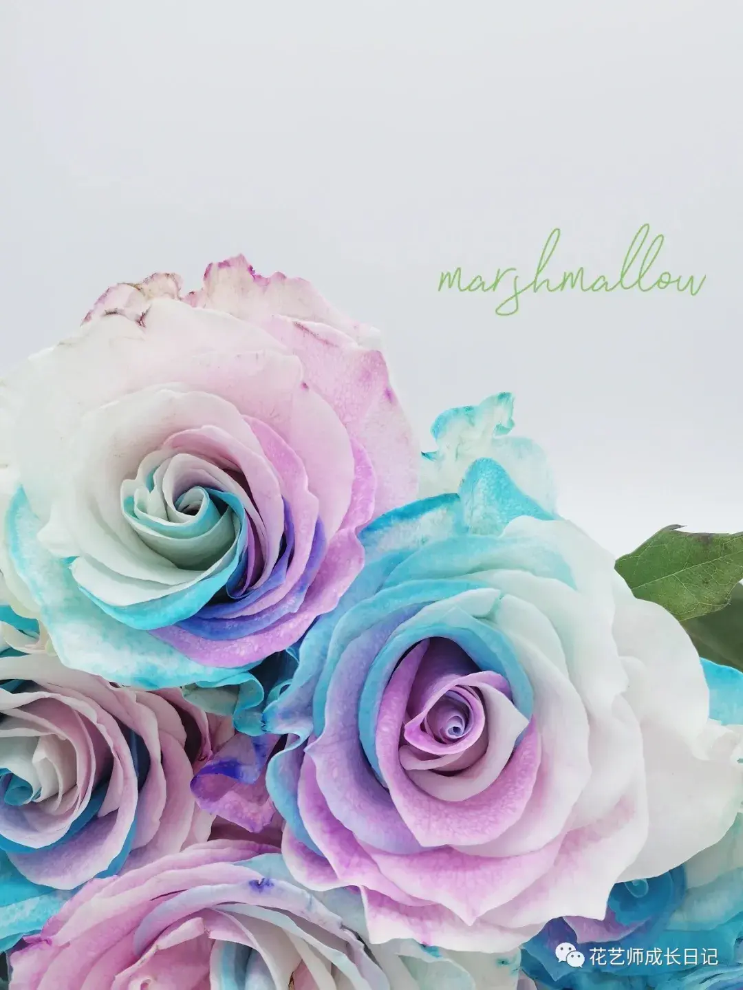 100朵玫瑰vol23棉花糖玫瑰七彩的颜色甜蜜的梦想