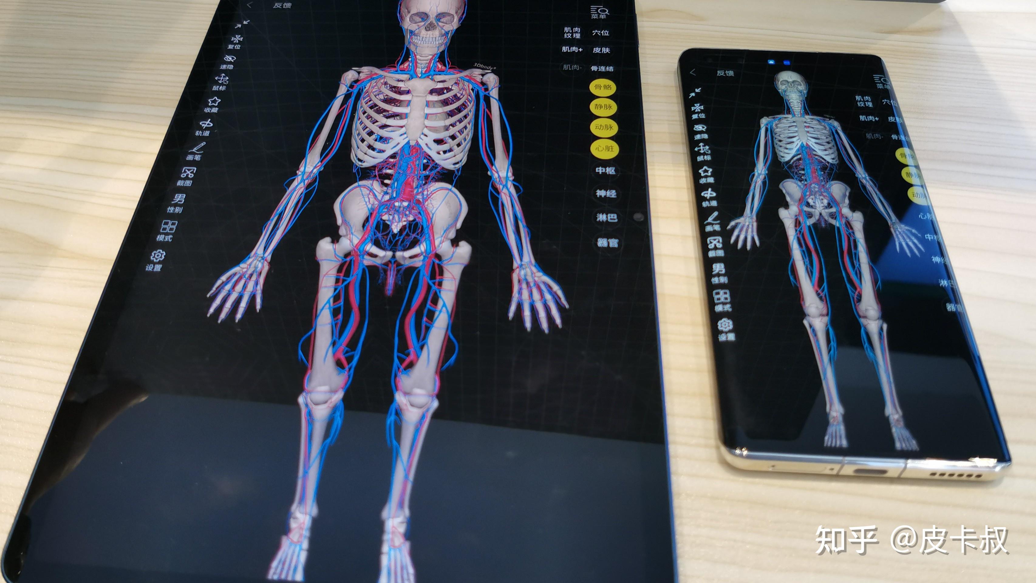 3dbody解剖手机图片