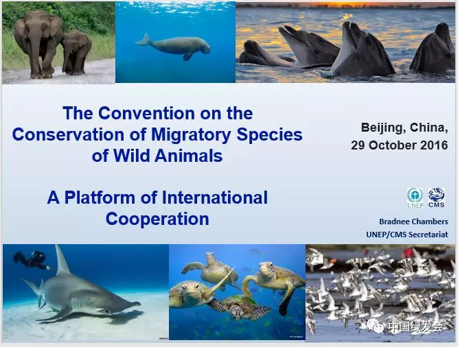 cms公约希望与中国合作布拉尼钱伯斯访华中国自然保护