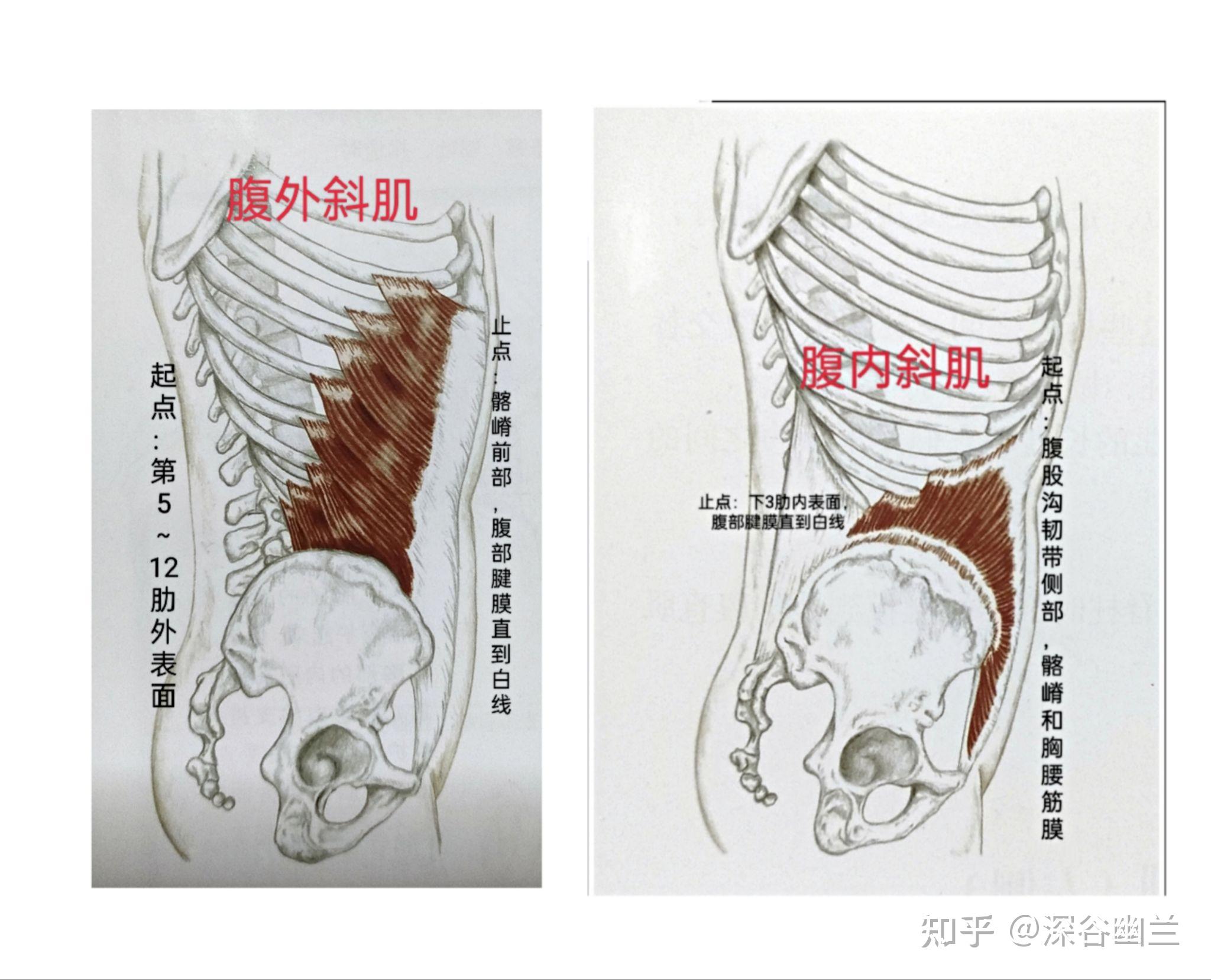 肌筋膜经线之前表线 - 知乎