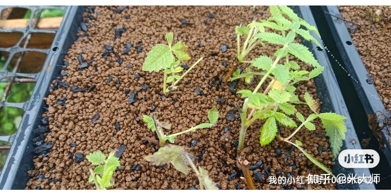 块根植物扦插注意事项 - 知乎