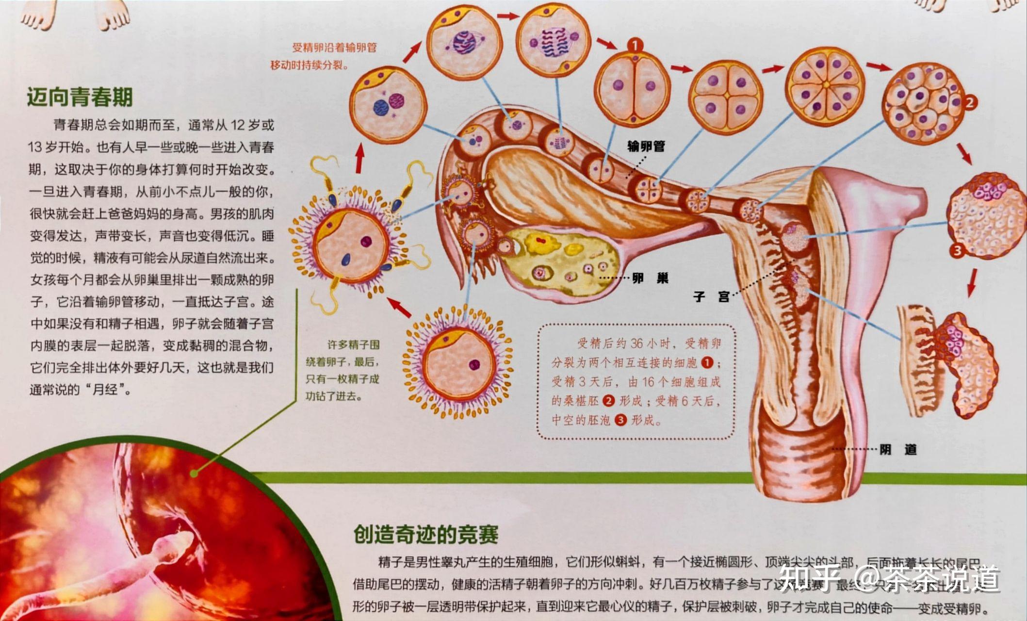 5 性教育启蒙