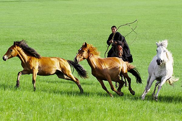 呼伦贝尔春季踏青导游小池带你看蒙古牧民将生活过成诗般的模样