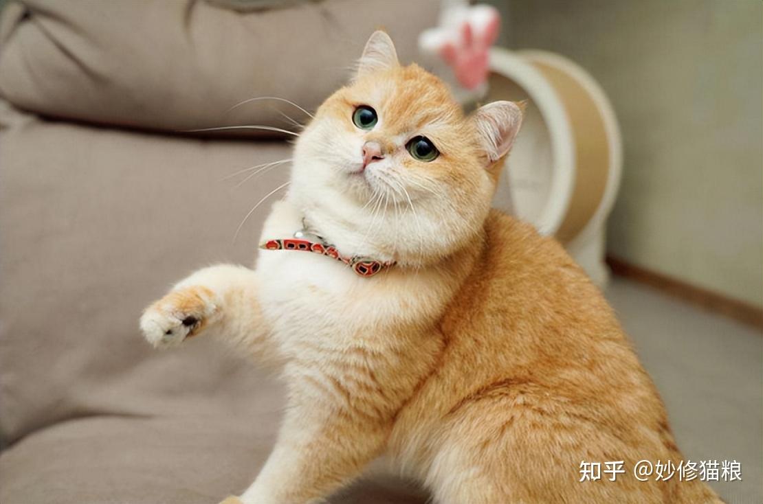 原来“公猫”和“母猫”差别很大,不是忽悠你! - 知乎