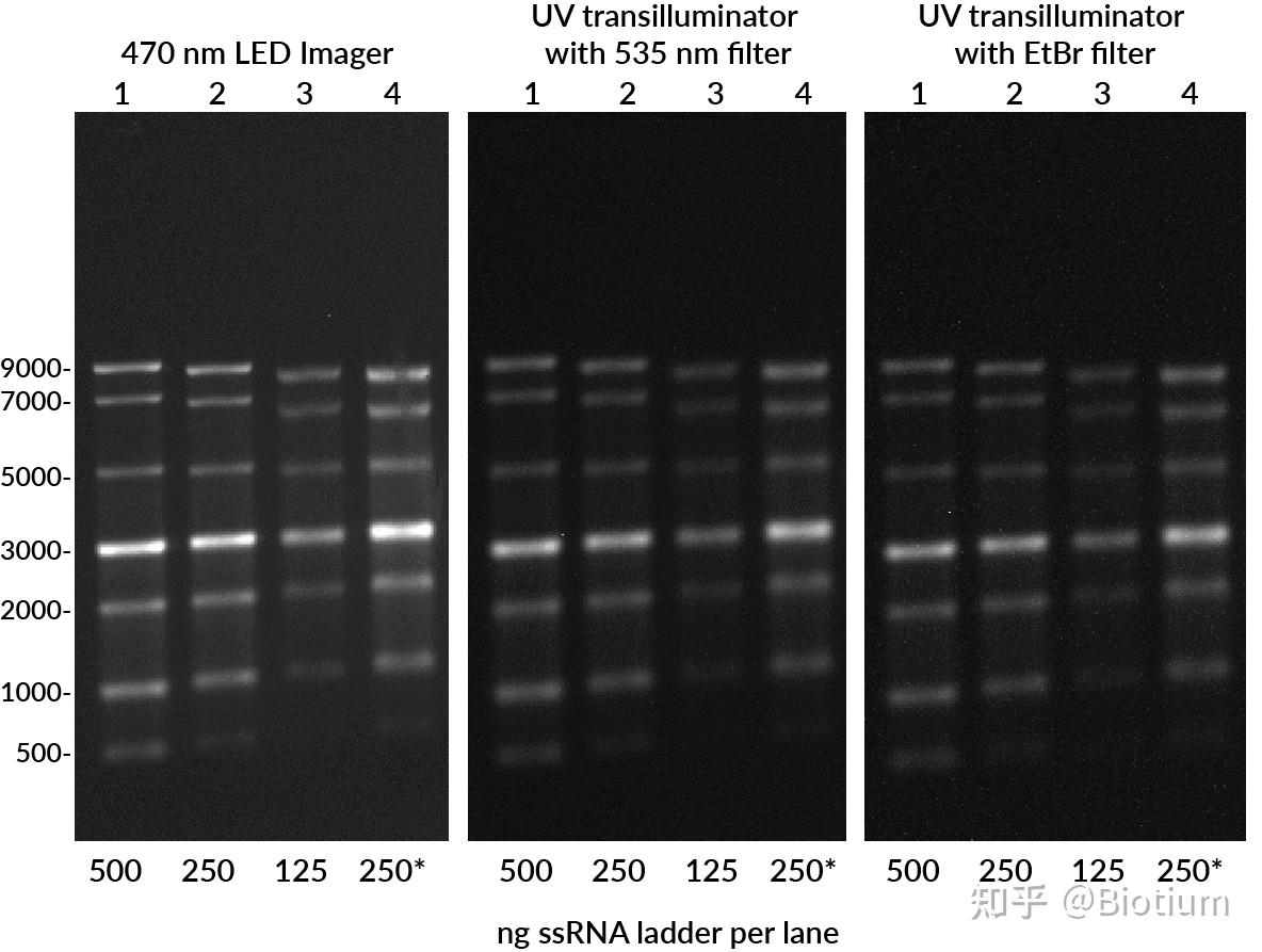 在常规琼脂糖凝胶上进行灵敏便捷的 RNA 检测 - 知乎