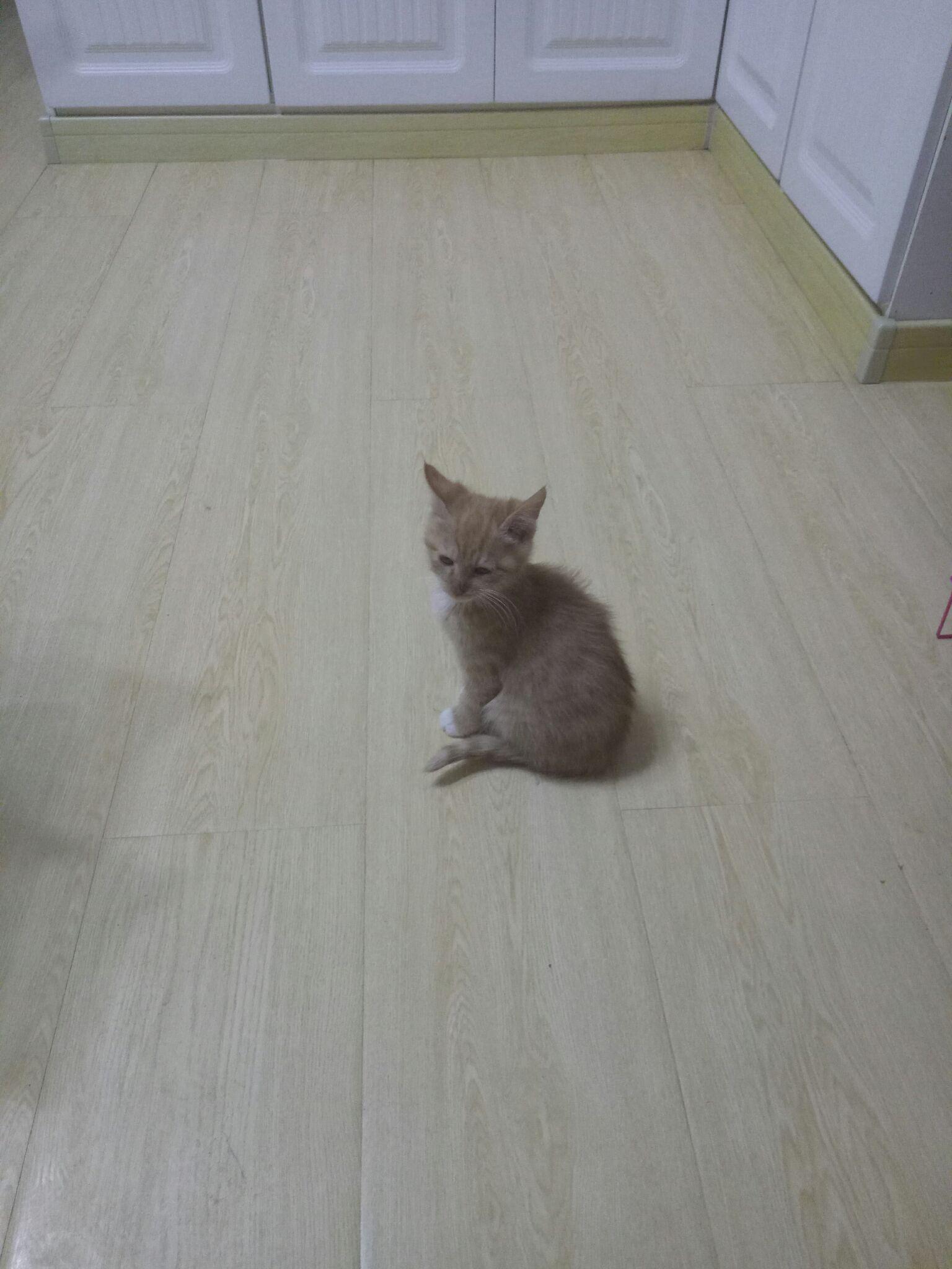 刚买的两个月小猫不吃饭怎么办?