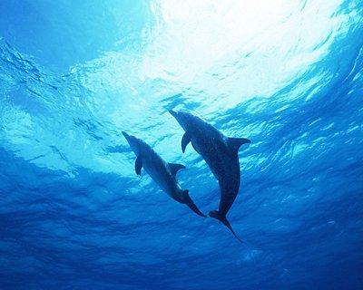 海豚湾 知乎 海豚湾 知乎