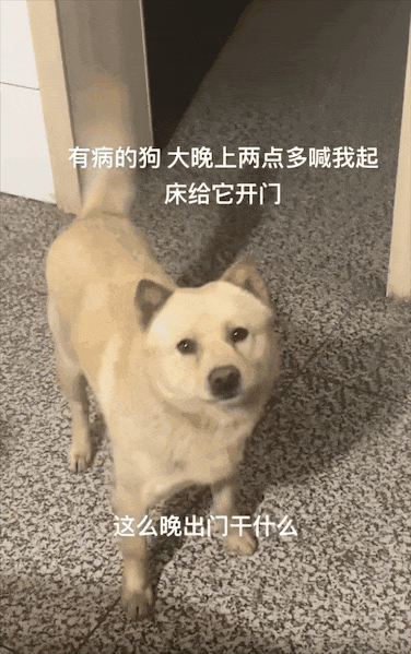 狗狗偷跑出去玩,主人凌晨一点多找到狗后连扇17个巴掌,狗子心虚:我知道错了... - 知乎