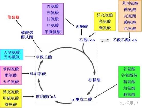 有机化学老师,如何深入理解和记忆三羧酸循环? - 知乎