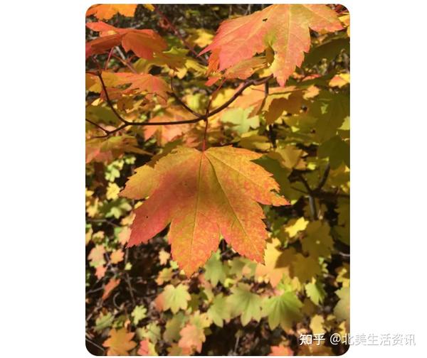 你知道吗?枫树居然有20种,分门别类了解一下! - 知乎