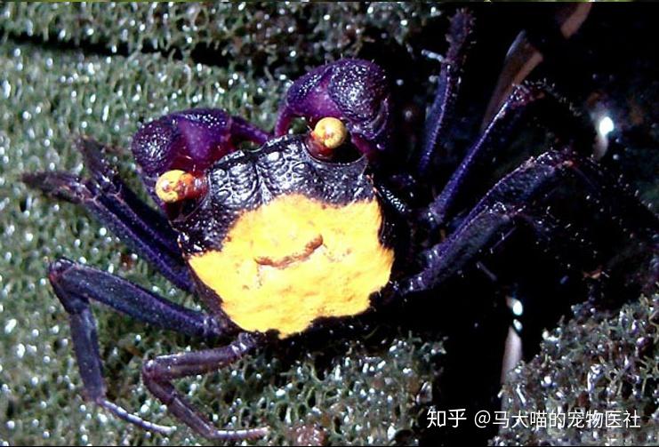 拿恶魔蟹当宠物,你就是这条街最靓的仔! - 知乎
