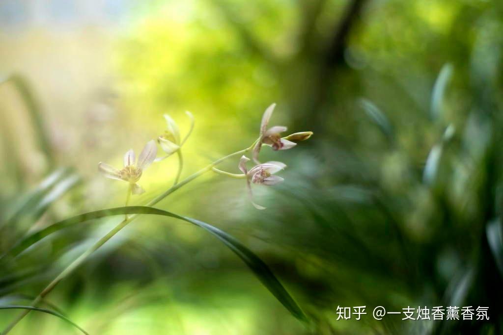 细数《离骚》里的香草香木,你只知道江离与辟芷? - 知乎