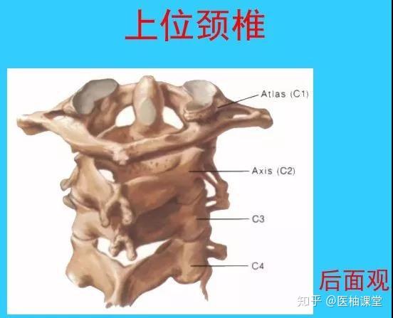 【图解】脊椎解剖 - 知乎