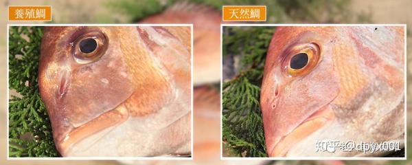 高级海鲜刺身该不该吃 看明白这几点 放心吃鲷鱼料理 知乎