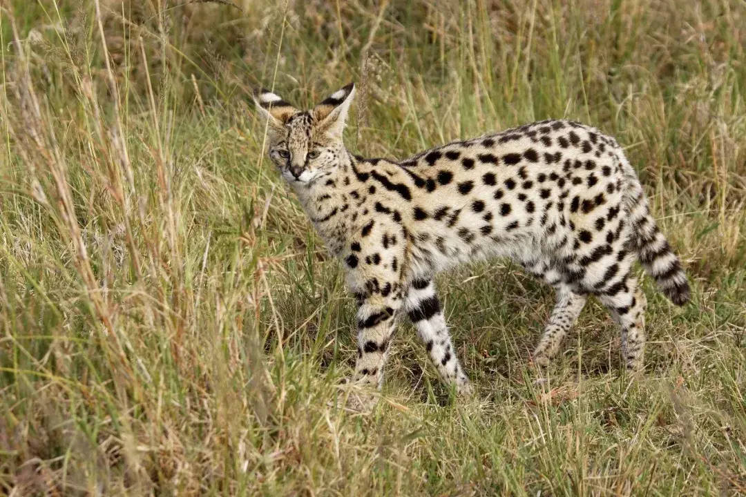 那个养薮猫的人已经进局子了