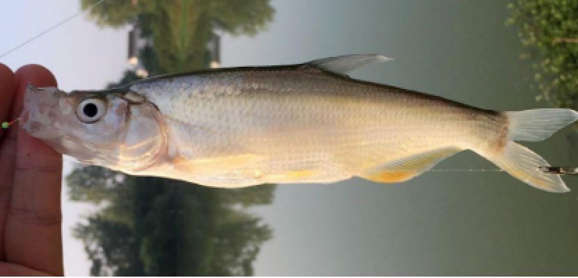 这是翘嘴还是青稍?别再傻傻分不清楚了