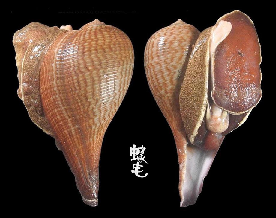 螺壳会非常的厚重敦实(比如大法螺,唐冠螺),可琵琶螺的壳却薄且脆弱