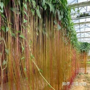 气雾栽培实践(二)——植物气生根的形成 - 知乎