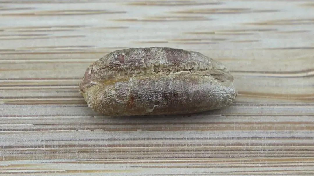 这个就是椰枣的果核,另外椰枣的成分大多都是果糖,是比较容易吸收