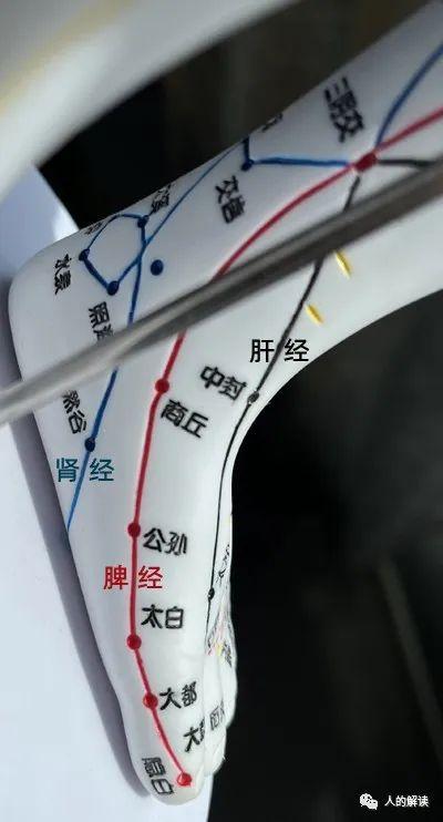 第四条经络：脾经，升清降浊的能量大道 知乎 