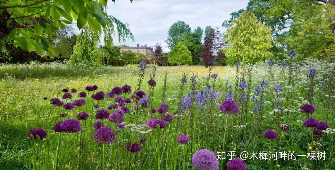 英国花园中的生态草本植物群落野花草甸