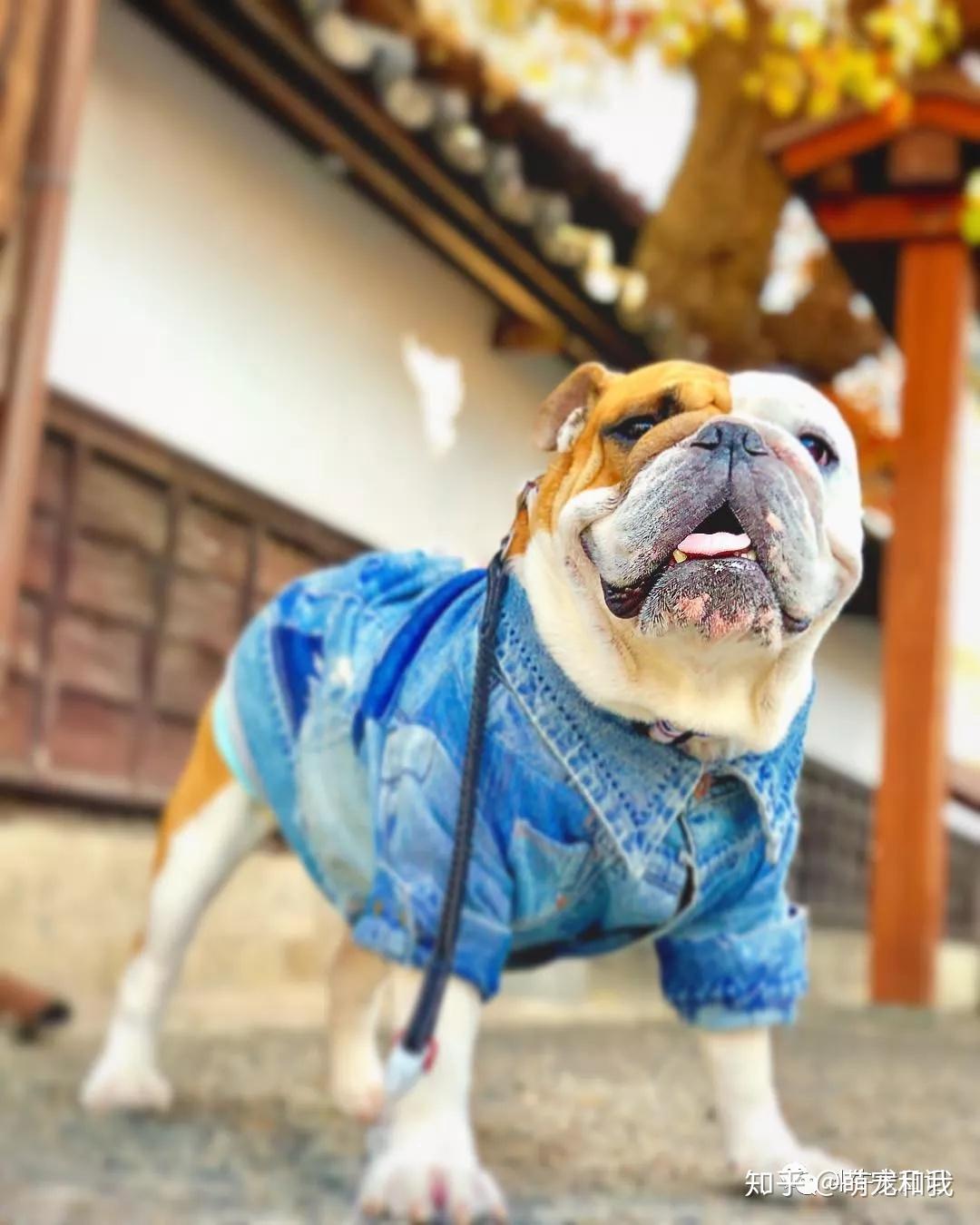 长腿欧巴萌宠英国斗牛犬来袭这是我见过最好看的大长腿