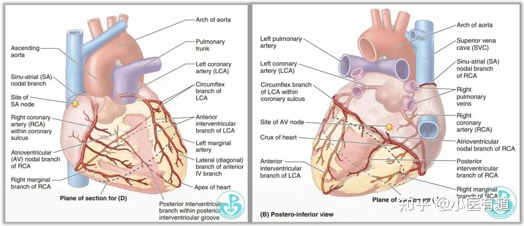 【心脏解剖】冠状动脉——前降支
