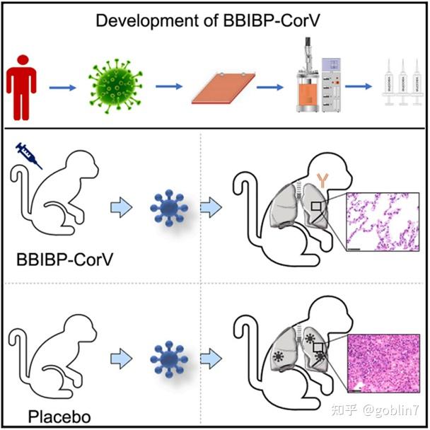 1 bbibp疫苗由嚴重急性呼吸系統綜合徵(sars-cov-2)引起的2019冠狀