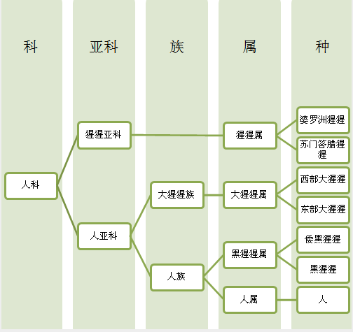 生物学上人和猩猩都属人科