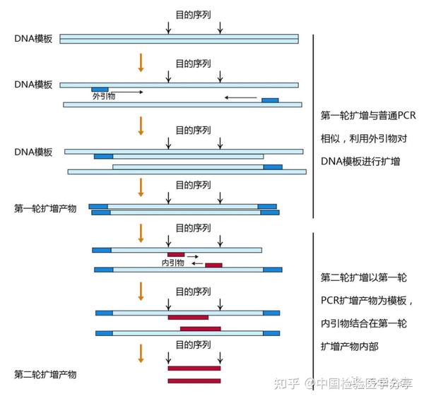 Pcr原理 Pcr分类 引物设计方法 知乎 6296