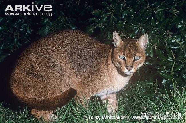 二,身形修长的招风耳—薮猫(serval,学名:leptailurus serval)