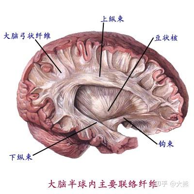 多感官整合下三维记忆、额颞叶临时突触与主意识的形成机制 - 知乎