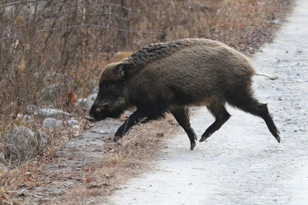 四川山区发现一头黄彪跟在野猪后面找吃的敢与豹子对峙